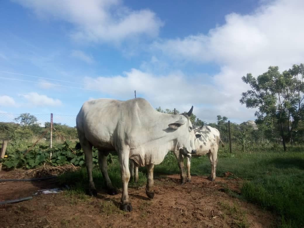 Brahman cattle