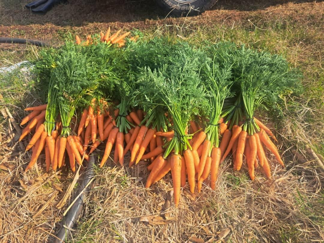 Carrots