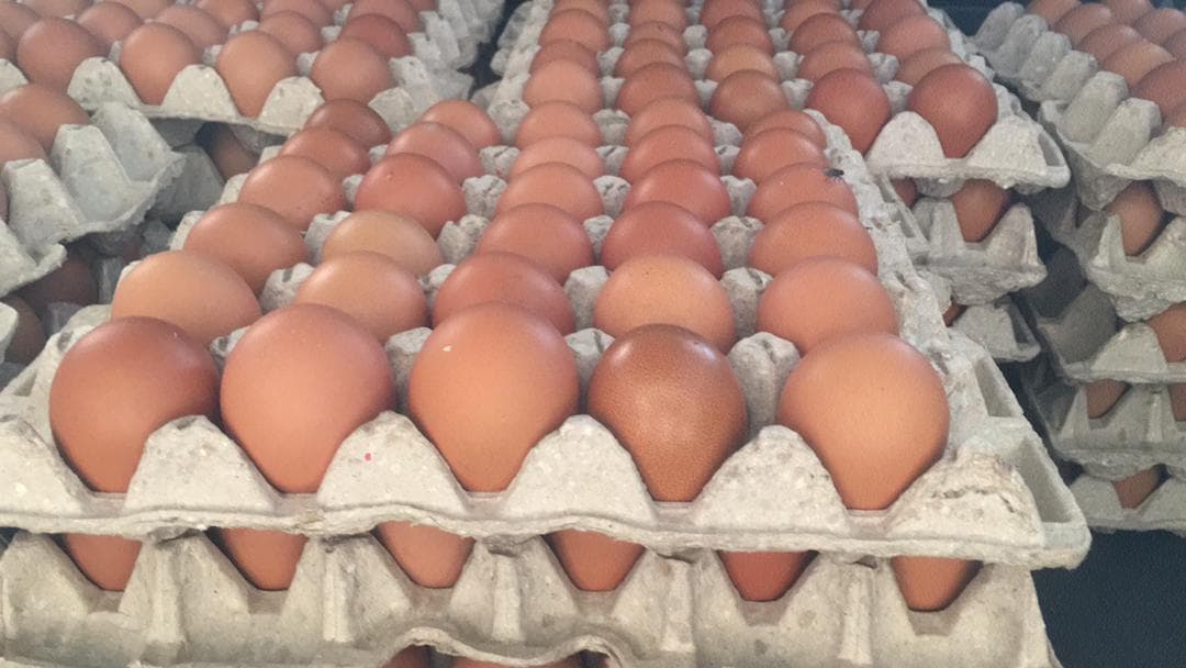 Farm Eggs
